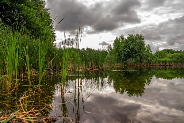 An dieser Wasserstelle im Wildnisgebiet herrschen bereits gute Bedingungen für die Ausweitung des Moors. © ElectronicPartner