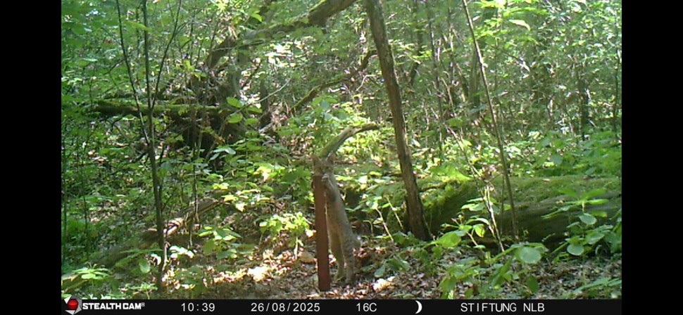 Erste Wildkatzenfamilie im Wildnisgebiet Jüterbog bestätigt