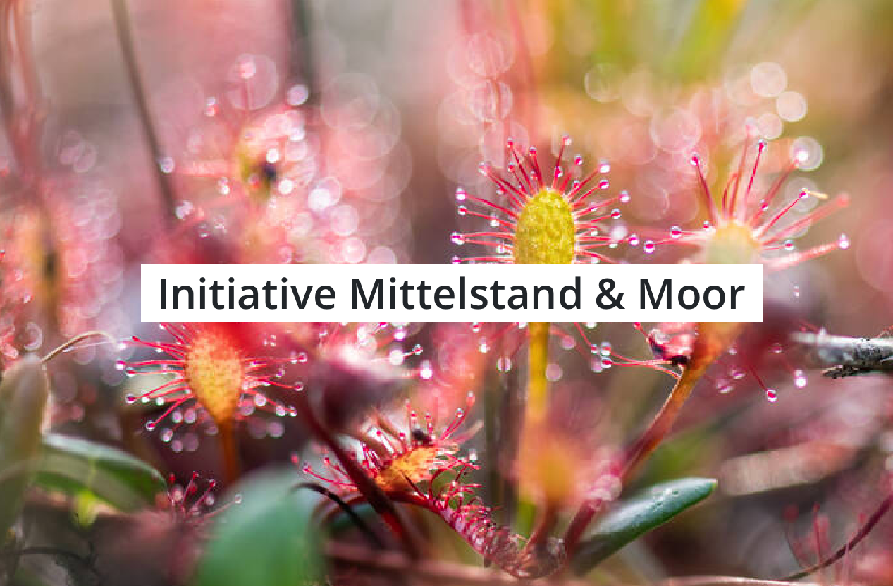Mittelstand & Moor